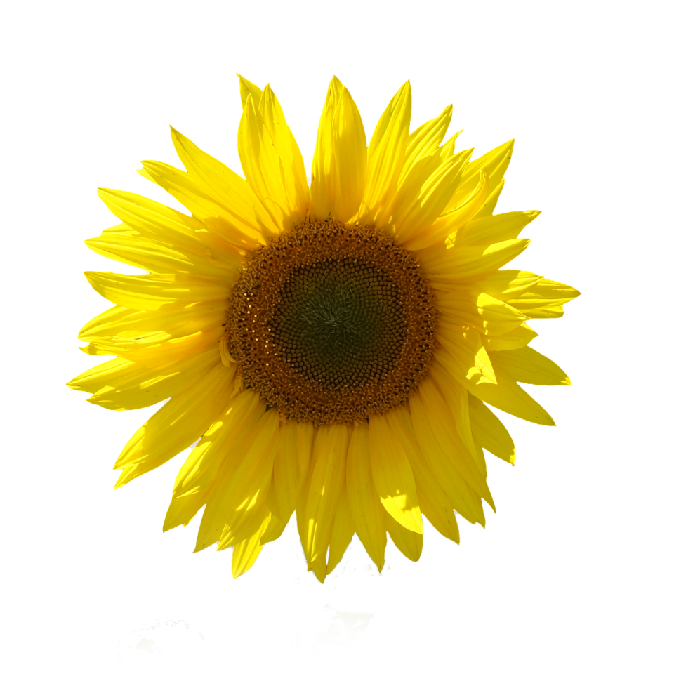 sunflower-g47a3590a5_1920